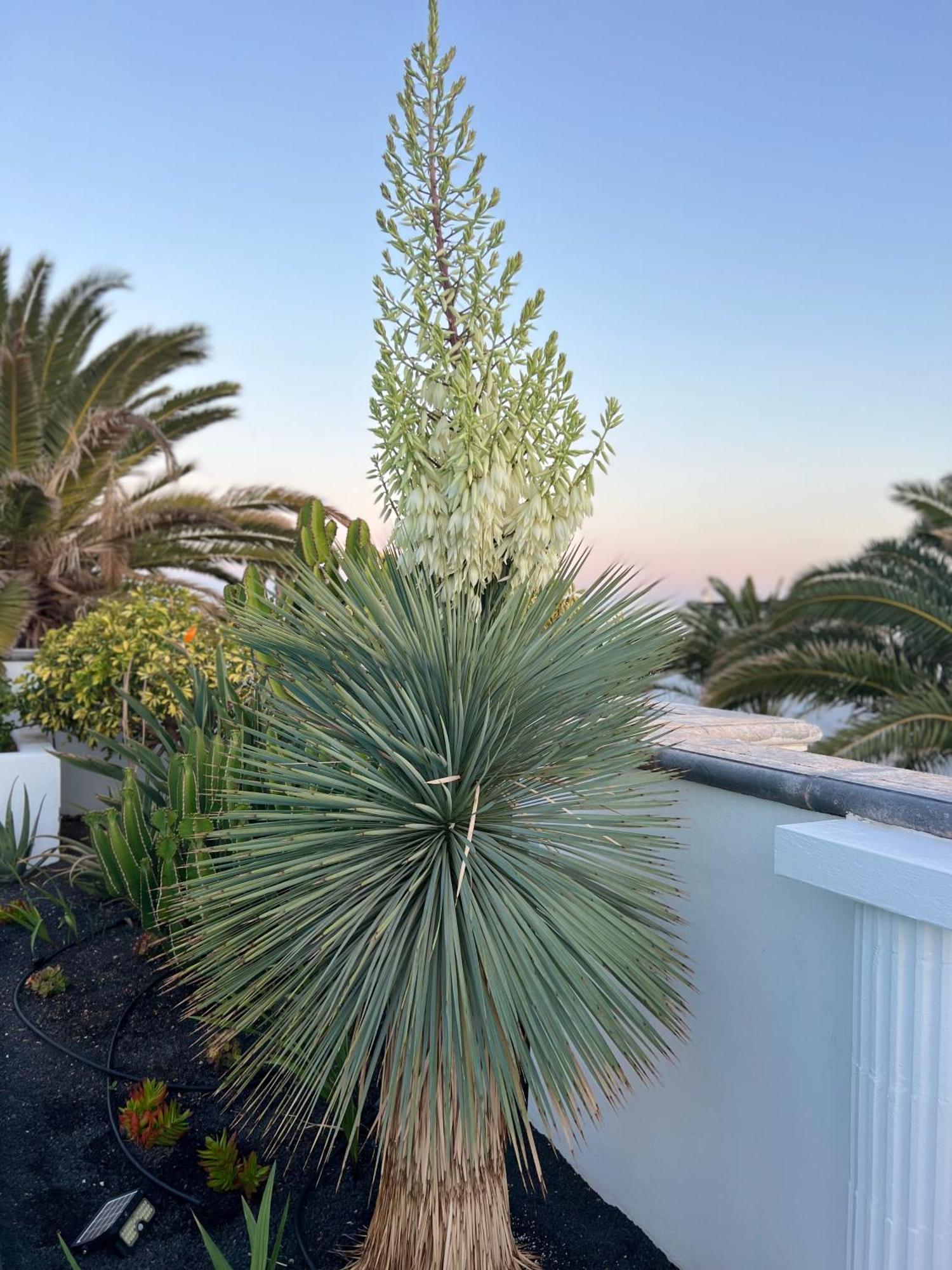 Oasis De Lujo - Luxury Boutique Villa Costa Teguise Kültér fotó